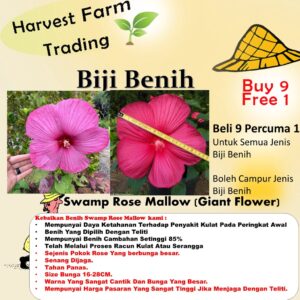 Swamp rose mallow seeds 15Pcs +- biji benih bunga raya besar 芙蓉葵大花秋葵种子 hibiscus moscheutos 四季耐热花種子 vegetable dahlia ros