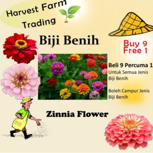 80Pcs +- Biji Benih Bunga Zinnia Flower seeds Zinnia Flower Seeds Benih Bunga Zinnia Zinnia Flower Seed/混色百日草花种子