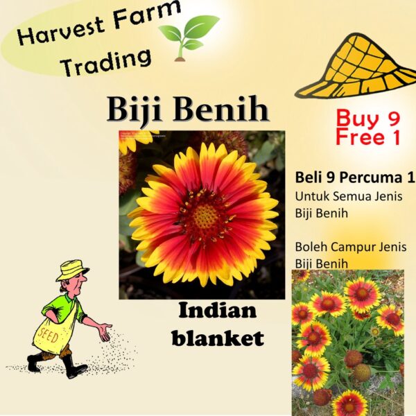 20Pcs INDIAN BLANKET Flower Seed/ Biji Benih Bunga 天人菊种子 Gaillardia pulchella seed Flower seeds Benih Bunga indian flowe