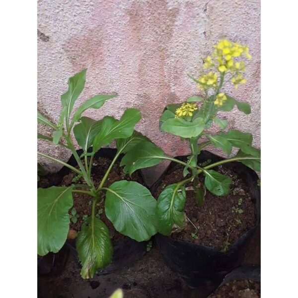 Benih Sawi Bunga 200Pcs+-  biji bibit sawi hijau sayur sayuran pelbagai vegetable spinach seed kangkung seeds - Image 5