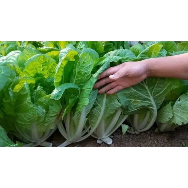 Biji Benih Kubis Cina kecil yang berkembang pesat,速生快菜种子,Rapid Growth Chinese Cabbage / Vagetable Seeds pak choy chinese - Image 4