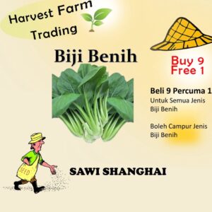 Biji Benih Sawi Shanghai 900 BijiVegetable Seed Spinach 菜心种子  Family Seeds Plant Seed