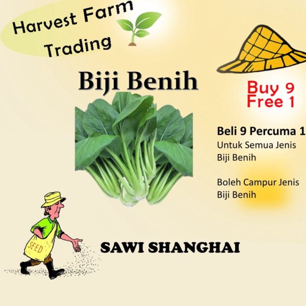 Biji Benih Sawi Shanghai 900 BijiVegetable Seed Spinach 菜心种子  Family Seeds Plant Seed