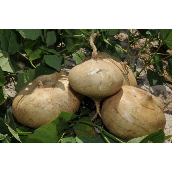BIJI BENIH UBI SENGKUANG cina 10pcs SAYUR-SAYURAN DAN BUAH-BUAHAN SEED SEEDS VEGETABLEs FRUIT turnip seed  四季种子耐热植物蔬菜种子 - Image 4