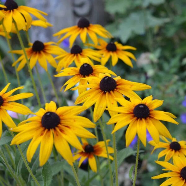 Biji Benih Daisy Black Eyed Susan 30Pcs +- biji benih bunga raya buah sayur daisy seeds vegetable flower seed 黑心菊种子花植物蔬菜 - 图片 4