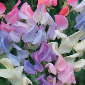 Biji Benih Sweet Pea 5Pcs+- Flower seed sunflower seed benih bunga pokok buah dahlia zinnia daisy 香豌豆种子花種子蔬菜 matahari