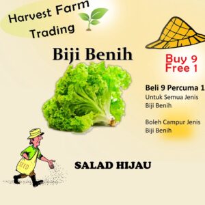Biji Benih salad Hijau 300Biji Vegetable Seed Green Salad  沙拉种子  Family Seeds Salad Seeds Plant Seed american Lettuce