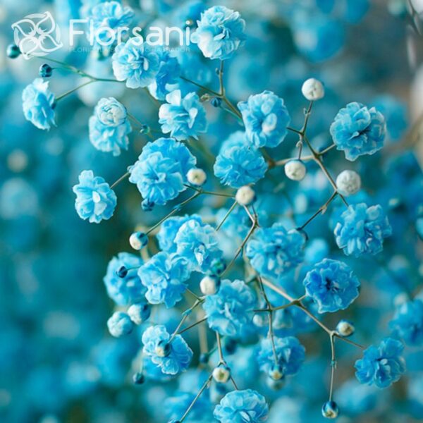 Baby Breath Flower Seeds 50Pcs +- Biji Benih Bunga Gypsophila 满天星花种子四季耐热花種子 sunflower dahlia zinnia dahlia bunga hiasan - Image 8
