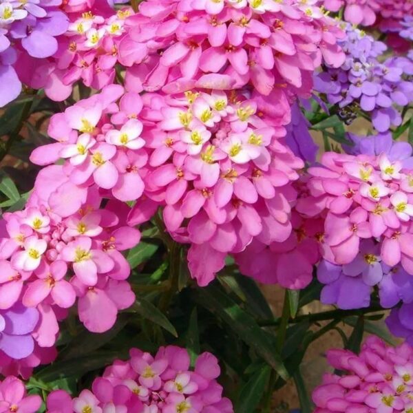 Biji Benih Bunga Candytuft Mix Colours 50pcs +- 蜂室花籽 snowflake Candytuft Flower seeds sunflower seed 四季耐热花种子 種子 dahlia - Image 4