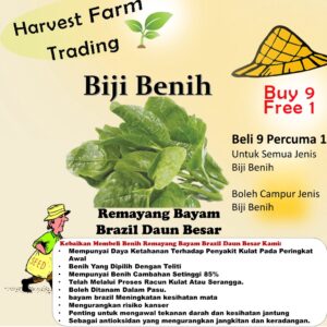 Biji Benih Remayang Bayam Brazil 50 Pcs -+ 马拉巴尔菠菜種子蔬菜种子 Biji Benih Bayam Malabar  Brazil sayur sayuran Keratan vegetable
