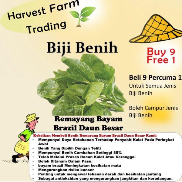 Biji Benih Remayang Bayam Brazil 50 Pcs -+ 马拉巴尔菠菜種子蔬菜种子 Biji Benih Bayam Malabar  Brazil sayur sayuran Keratan vegetable