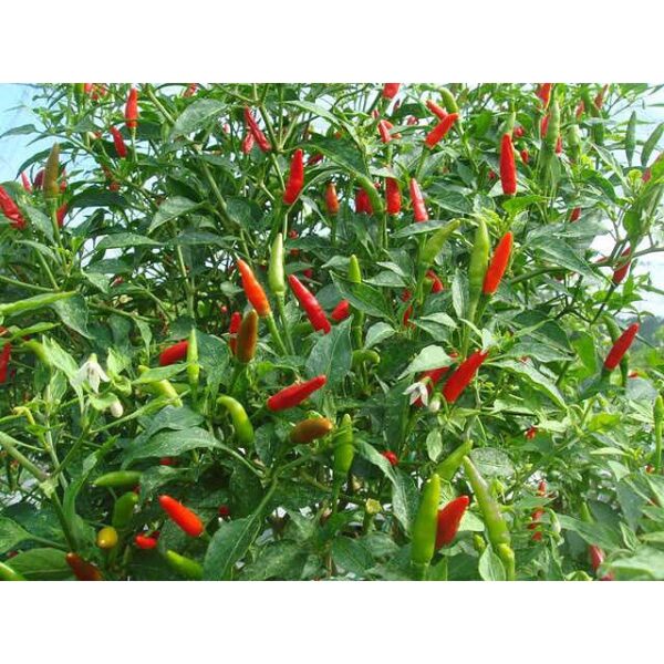 Biji Benih Cili Api 25 Biji Vegetable Seed Chili seeds 大小辣椒种子蔬菜種子 Plant padi kampung besar pedas kangkung pokok sayuran - 图片 6