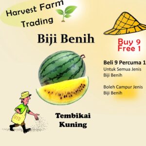 Biji Benih Tembikai Kuning 5 Biji Vegetable Seed watermelon西瓜种子  Family Seeds Plant Seed