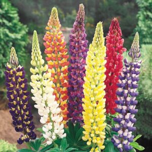 60Pcs +-  Lupine Flower Mix Biji Benih Lupin Bunga 鲁冰花种子 BENIH BUNGA LUPINE (Mix Russell Lupin ) Polyphyllus Bulk Flower
