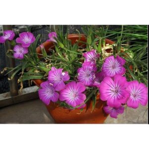Biji Benih Bunga Corncockle 50Pcs+- Agrostemma Githago flower seeds sunflower seed benih bunga matahari 麦仙翁種子花种子 sayuran