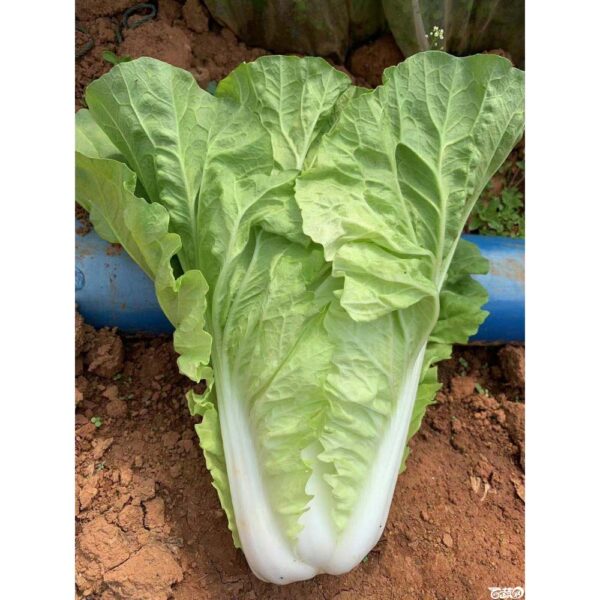 Biji Benih Kubis Cina kecil yang berkembang pesat,速生快菜种子,Rapid Growth Chinese Cabbage / Vagetable Seeds pak choy chinese - Image 9
