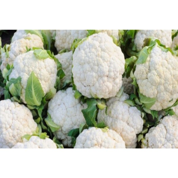 BIJI BENIH BROKOLI putih SEED 50Pcs- BROCOLI Benih SAYUR Bunga Kubis SAYURAN BUAH VEGETABLE white cauliflower BROCCOLI - Image 7