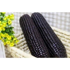 Biji Benih Jagung Hitam 14pcs 黑珍珠糯玉米Sweet Black Pearl Corn Rare Benih Jagung Manis Hitam BIJI BENIH JAGUNG PULUT HITAM