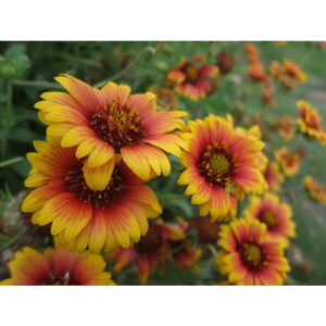 20Pcs INDIAN BLANKET Flower Seed/ Biji Benih Bunga 天人菊种子 Gaillardia pulchella seed Flower seeds Benih Bunga indian flowe