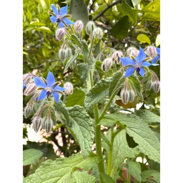 Biji Benih Bunga Borage 20Pcs+- flower seed sunflower seeds vegetable benih bunga raya matahari ros dahlia 琉璃苣种子花種子蔬菜四季 - Image 7