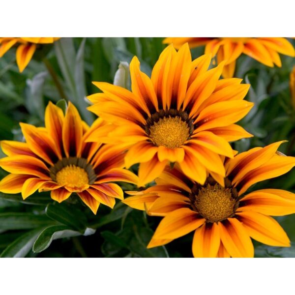 Biji Benih Gazania Rigens 150pcs+ 百花仙子勋章花种子 Flower Seeds Chrysanthemum seed anak pokok bunga dahlia zinnia kangkung rose - Image 4