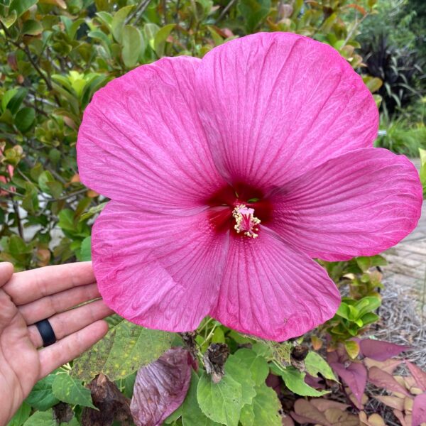 Swamp rose mallow seeds 15Pcs +- biji benih bunga raya besar 芙蓉葵大花秋葵种子 hibiscus moscheutos 四季耐热花種子 vegetable dahlia ros - Image 9