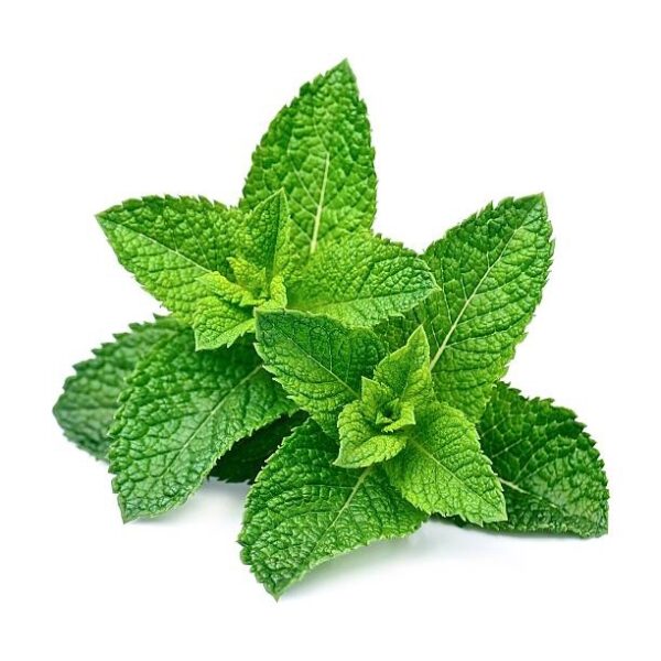 Spearmint Seeds 100Pcs- Biji Benih Pudina Herb Seeds Benih Daun Pudina 薄荷种子蔬菜种子四季耐热種子 lemon mint Vegetables seed sayuran - 图片 7