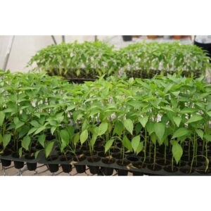 50 holes seedling tray semaian benih 1pcs bekas semaian biji benih tapak semaian biji benih nursery 育苗盆 gardening seed