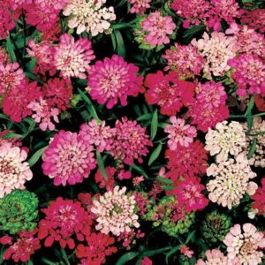 Biji Benih Bunga Candytuft Mix Colours 50pcs +- 蜂室花籽 snowflake Candytuft Flower seeds sunflower seed 四季耐热花种子 種子 dahlia