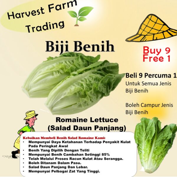 Biji Benih Salad romaine 150 Pcs+- Benih Salad Hijau Daun Panjang romaine lettuce seed Vegetables Seeds 长叶生菜种子 Sayuran四季
