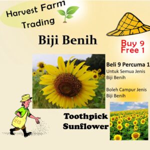 10Pcs seed sunflower toothpick sunflower biji benih bunga matahari sunflower seeds 牙签向日葵穜子 向日葵种子 Flower Seed Vegetables
