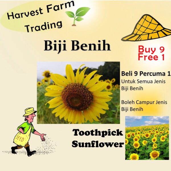 10Pcs seed sunflower toothpick sunflower biji benih bunga matahari sunflower seeds 牙签向日葵穜子 向日葵种子 Flower Seed Vegetables