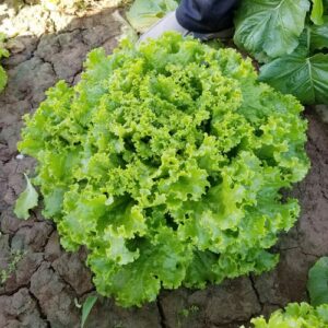 Biji Benih Salad Daun Besar america 150Pcs-  四季耐热美国大速生菜种子 grand rapids lettuce seeds Benih Sayur Sayuran Vegetables seed