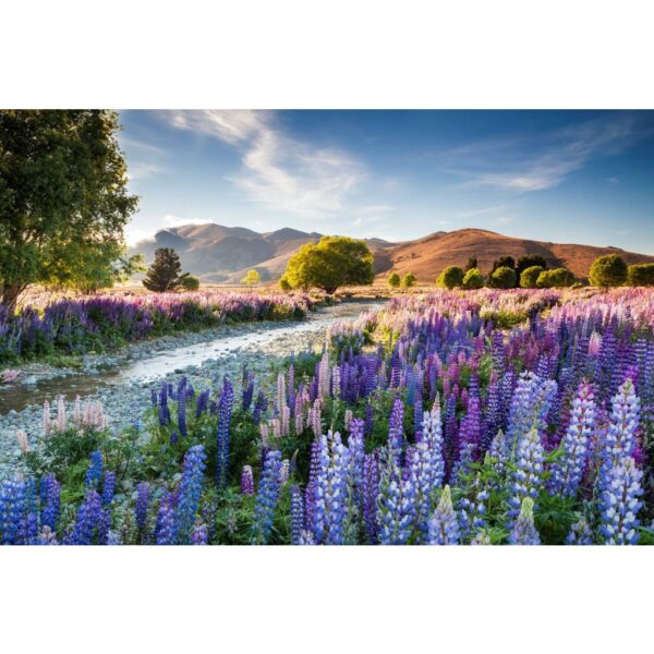 60Pcs +-  Lupine Flower Mix Biji Benih Lupin Bunga 鲁冰花种子 BENIH BUNGA LUPINE (Mix Russell Lupin ) Polyphyllus Bulk Flower - 图片 6