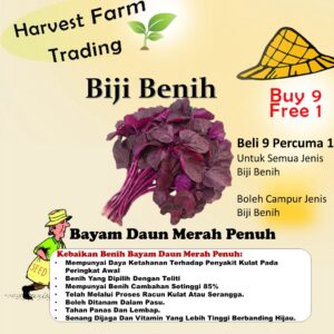 Biji Benih Bayam Daun Merah Penuh 100pcs+- sayur sayuran pelbagai vegetable seed spinach seeds red amaranth 蔬菜种子四季耐热種子植物