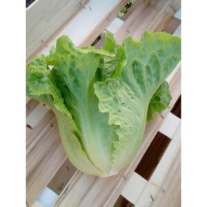 Biji Benih Sayur Salad Italy 250pcs+- 四季耐热意大利生菜种子 Italy Lettuce Seeds 蔬菜种子 benih sayur sayuran vegetables seed baja rose