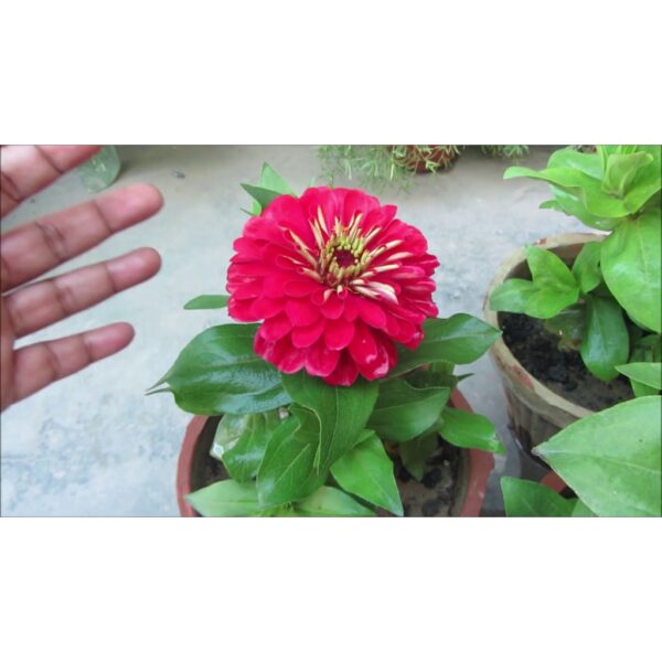 80Pcs +- Biji Benih Bunga Zinnia Flower seeds Zinnia Flower Seeds Benih Bunga Zinnia Zinnia Flower Seed/混色百日草花种子 - 图片 4
