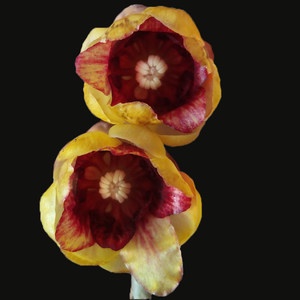 Biji Benih Bunga Winter Sweet 3Pcs+— Chimonanthus praecox Seed Flower Seeds Sunflower 红心腊梅種子花种子蔬菜種子 dahlia petunia rose