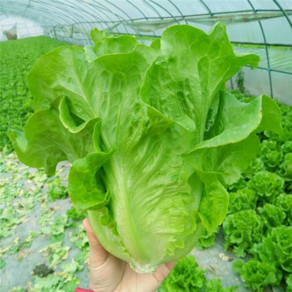 Biji Benih Sayur Salad Italy 250pcs+- 四季耐热意大利生菜种子 Italy Lettuce Seeds 蔬菜种子 benih sayur sayuran vegetables seed baja rose - 图片 5