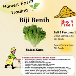 Biji Benih Salad Kaca 300pcs Glass Lettuce Seeds 玻璃生菜种子 / Vagetable seeds / seed / 蔬菜种子 / 种子 flower bunga pokok daun
