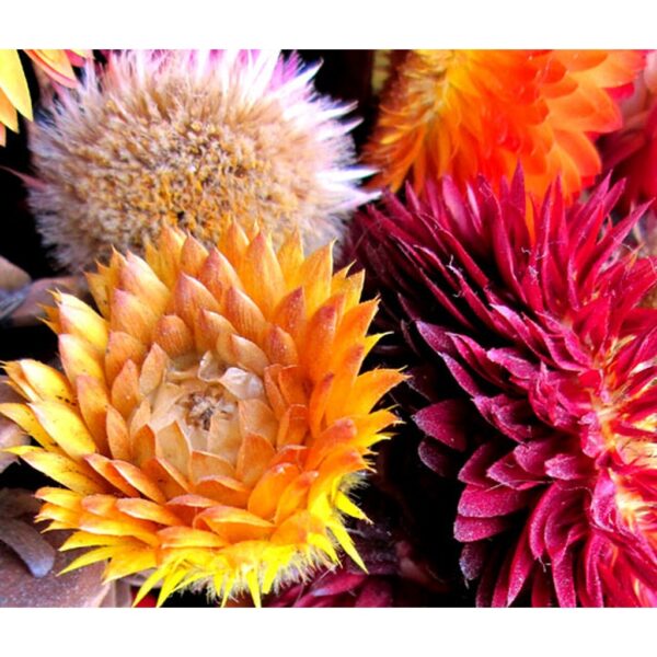 Biji Benih Strawflower Mixed 25Pcs +- Benih Bunga hiasan 麦秆菊蜡菊种子四季耐热花種子 sunflower seeds dahlia seed zinnia matahari rose - Image 9