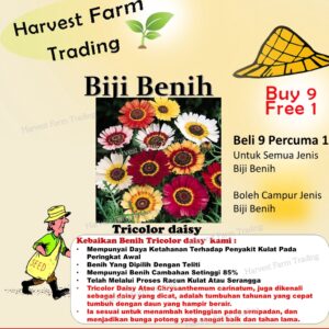 Biji Benih Bunga Daisy Tiga Warna 20Pcs+- Flower Seeds Daisy 花环菊种子花種子 daisy flower seed Tricolor daisy Chrysanthemum