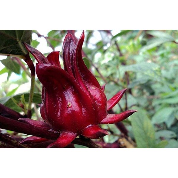 Biji benih roselle seeds 20Pcs ribena bancuh air 洛神花种子四季耐热蔬菜种子 roselle morocco rozel seed benih sayur sayuran vegetables - Image 6