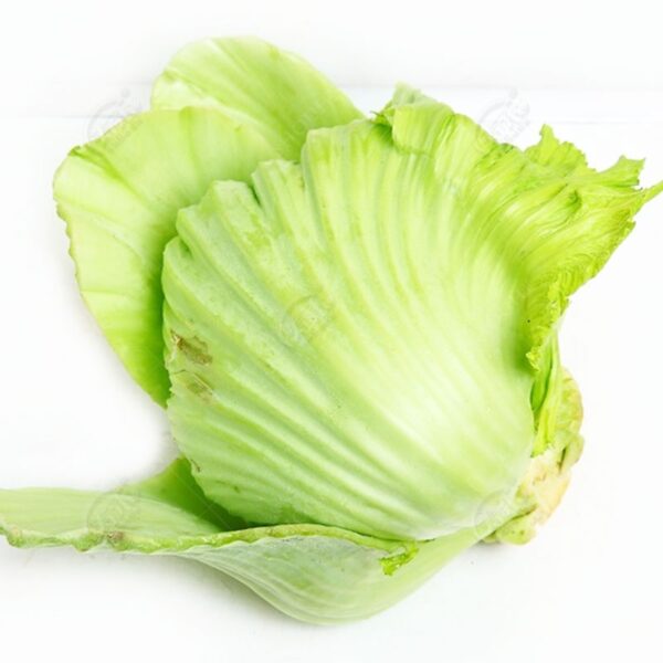 Biji Benih Sawi Pahit Mustard Heading 150 Pcs Mustard Heading Green Shell seed 包心芥菜种子 benih sayur sayuran vegetables - Image 7