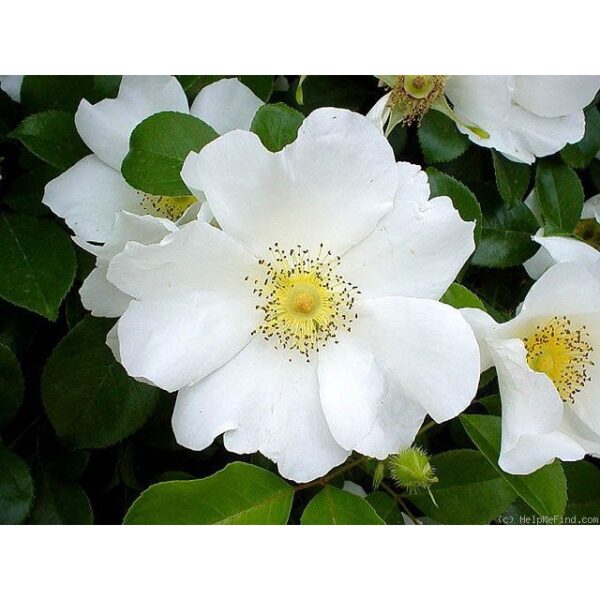 Biji Benih Bunga Rosa laevigata 1Pcs Cherokee rose seeds 四季耐热花种子蔬菜種子金樱子 ros dahlia zinnia sunflower seed matahari sayur - Image 9