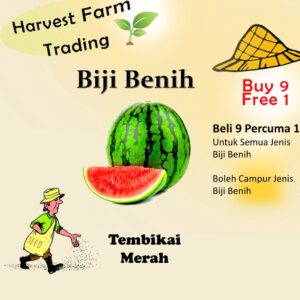 Biji Benih Tembikai Merah 5 Biji Vegetable Seed Watermelon 西瓜种子蔬菜花種子 bij benih sayur sayuran murah pelbagai seedless ros