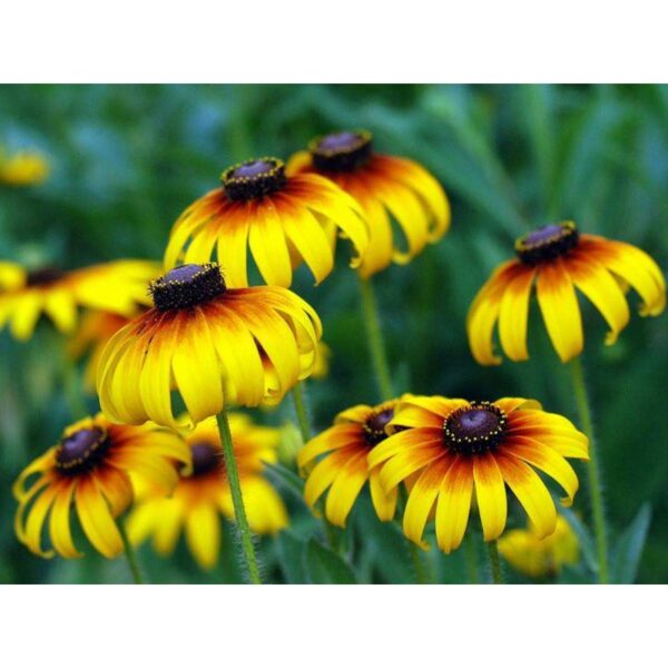 Biji Benih Daisy Black Eyed Susan 30Pcs +- biji benih bunga raya buah sayur daisy seeds vegetable flower seed 黑心菊种子花植物蔬菜 - 图片 2
