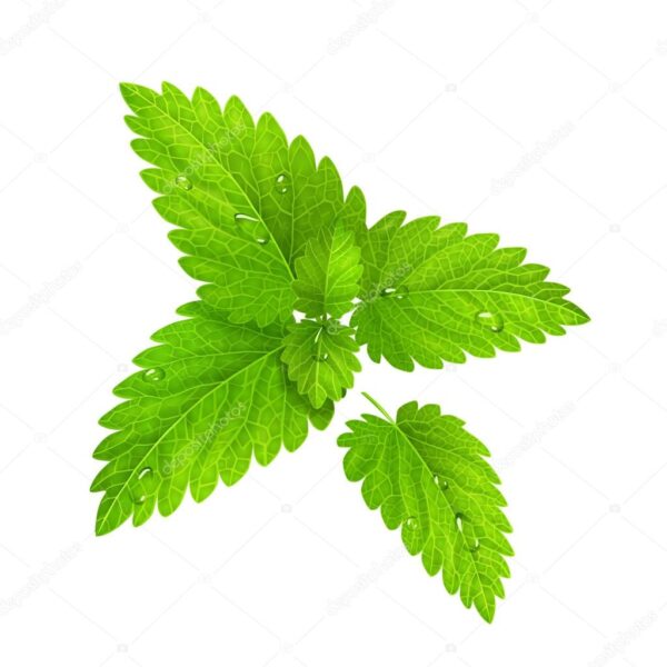 Spearmint Seeds 100Pcs- Biji Benih Pudina Herb Seeds Benih Daun Pudina 薄荷种子蔬菜种子四季耐热種子 lemon mint Vegetables seed sayuran - 图片 9