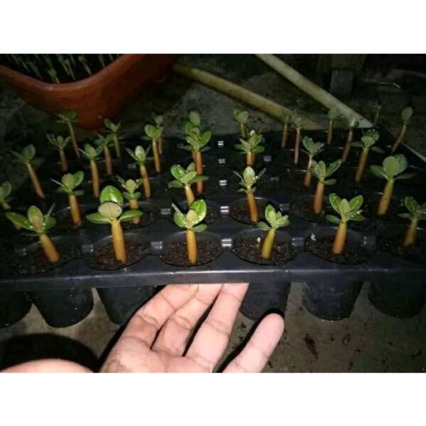 Adenium seed 1pcs Biji Benih Bunga kemboja benih live plant flower Taiwan seeds 沙漠玫瑰花种子富貴花種子 anak pokok bunga hidup rose - Image 3