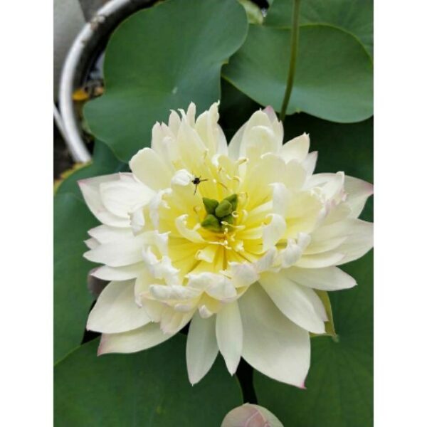 5Pcs Biji Benih Bunga Teratai Lotus Seeds Water Lily Garden Plant Mix Flower Seed Aquatic Plant Teratai 睡莲碗莲种子 seeds - Image 3
